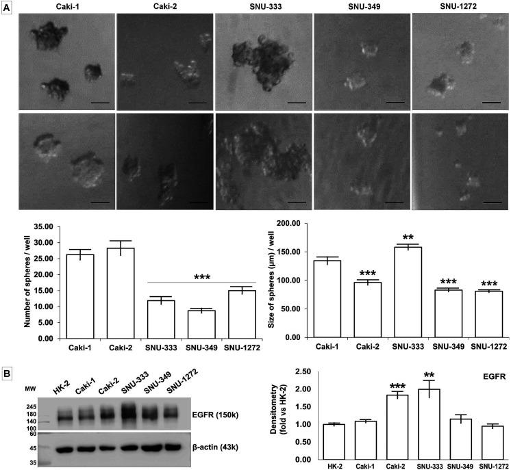 https://cdn.ncbi.nlm.nih.gov/pmc/blobs/0201/8427911/ab2c60017724/10.1177_15330338211038487-fig5.jpg