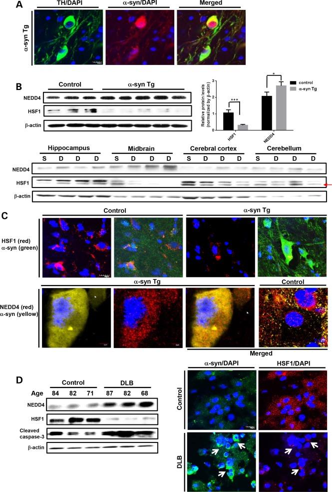 https://cdn.ncbi.nlm.nih.gov/pmc/blobs/0202/4706110/2a665c8a9250/ddv44503.jpg