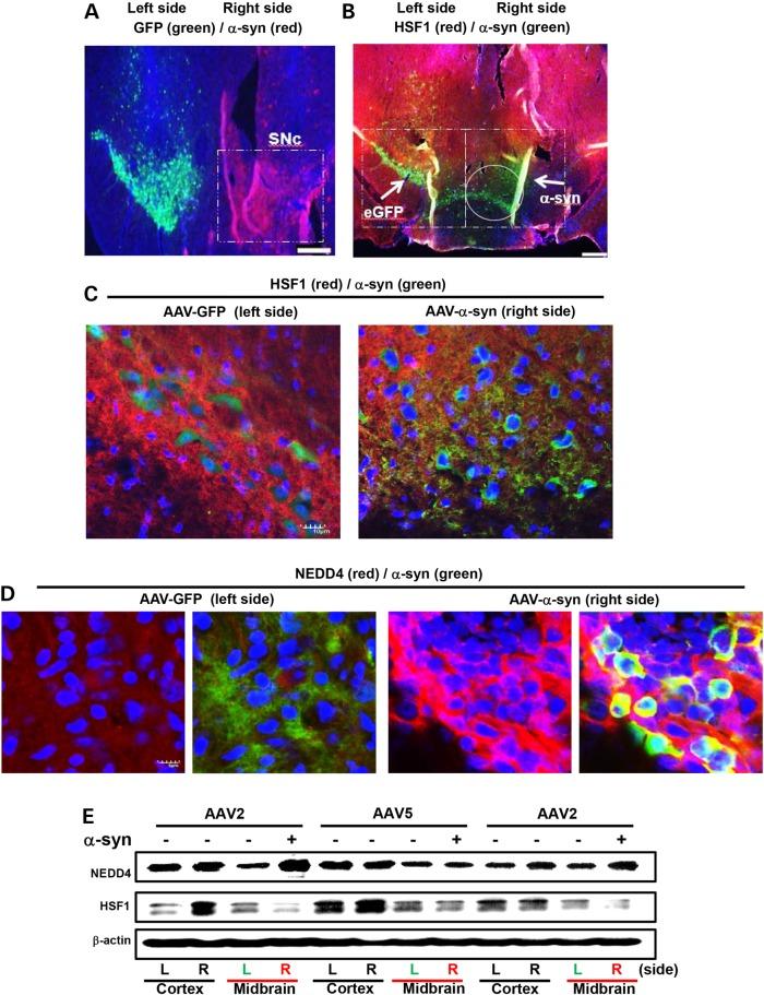 https://cdn.ncbi.nlm.nih.gov/pmc/blobs/0202/4706110/38cc81e42a3b/ddv44504.jpg