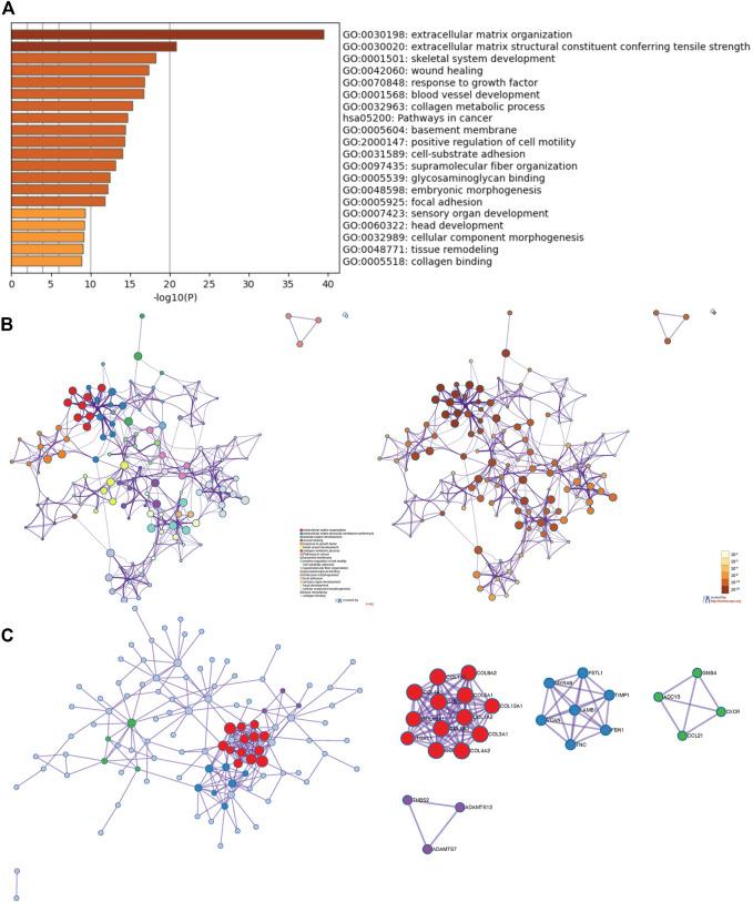 https://cdn.ncbi.nlm.nih.gov/pmc/blobs/0202/9010946/5d25fe9e5b69/fmolb-09-778857-g008.jpg