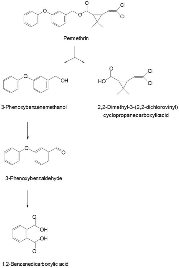 https://cdn.ncbi.nlm.nih.gov/pmc/blobs/0204/5801723/8ce68973044e/fmicb-09-00098-g0006.jpg