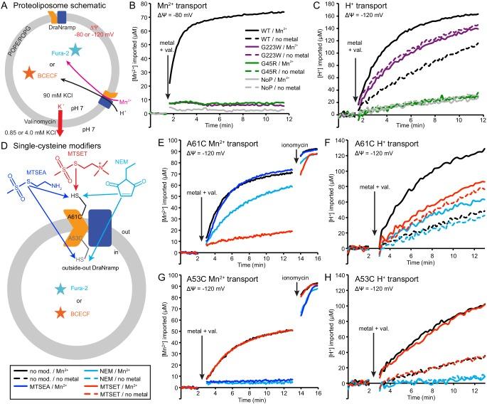 https://cdn.ncbi.nlm.nih.gov/pmc/blobs/0205/6398981/f8d242c9dab3/elife-41124-fig5.jpg