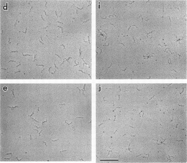 https://cdn.ncbi.nlm.nih.gov/pmc/blobs/0206/361451/b2165e026b0d/cellregul00039-0088-a.jpg