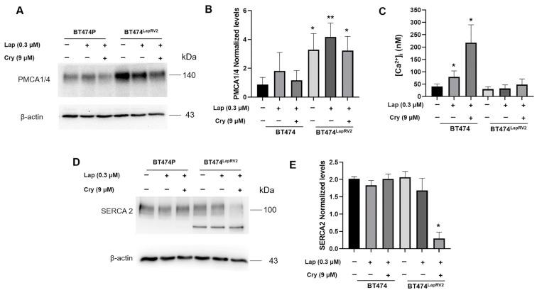 https://cdn.ncbi.nlm.nih.gov/pmc/blobs/0207/12027730/2f5e7e4fdd62/ijms-26-03763-g008.jpg