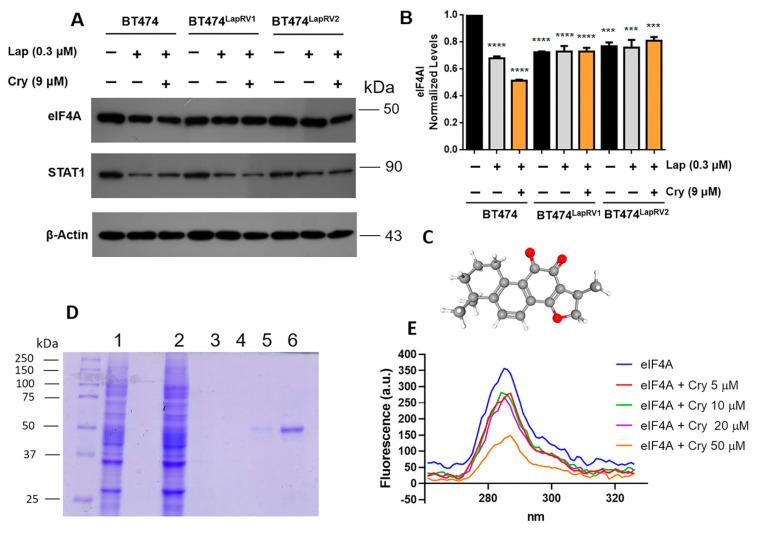 https://cdn.ncbi.nlm.nih.gov/pmc/blobs/0207/12027730/755865a0f1b1/ijms-26-03763-g005.jpg