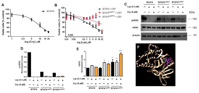 https://cdn.ncbi.nlm.nih.gov/pmc/blobs/0207/12027730/9d24373f13a4/ijms-26-03763-g003.jpg