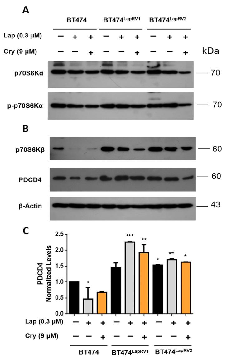 https://cdn.ncbi.nlm.nih.gov/pmc/blobs/0207/12027730/c70a7768da37/ijms-26-03763-g004.jpg