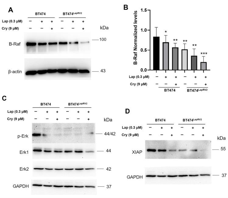 https://cdn.ncbi.nlm.nih.gov/pmc/blobs/0207/12027730/f08c05d187b8/ijms-26-03763-g007.jpg