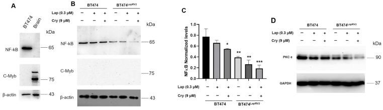 https://cdn.ncbi.nlm.nih.gov/pmc/blobs/0207/12027730/f9e2e678deac/ijms-26-03763-g009.jpg