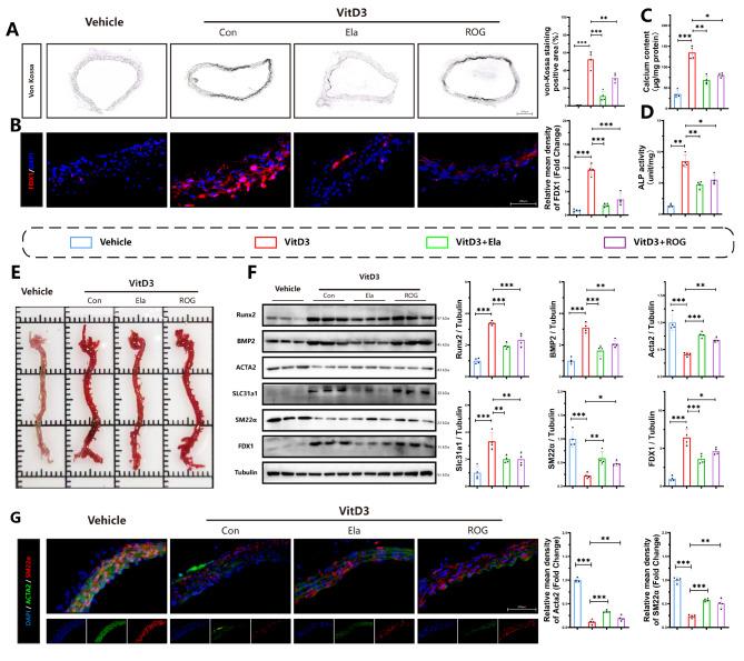https://cdn.ncbi.nlm.nih.gov/pmc/blobs/0211/11577739/4ec85090f84d/10020_2024_997_Fig2_HTML.jpg