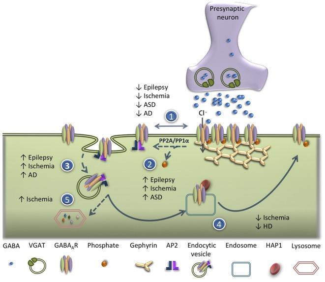 https://cdn.ncbi.nlm.nih.gov/pmc/blobs/0211/6416223/50ac53f08161/fncel-13-00077-g0002.jpg