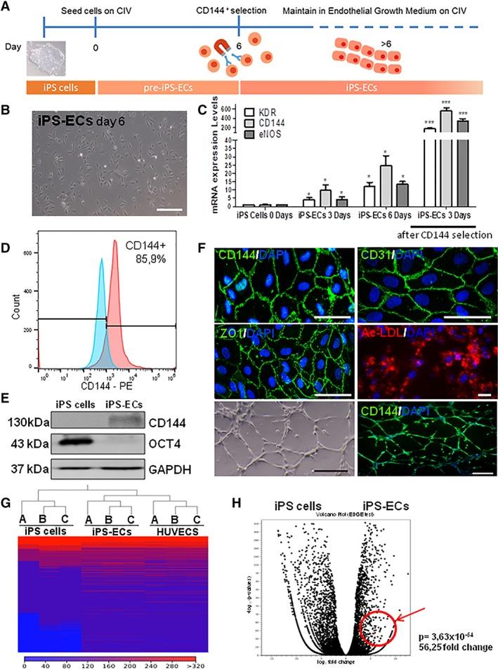 https://cdn.ncbi.nlm.nih.gov/pmc/blobs/0212/6392130/1fd039f43165/STEM-37-226-g002.jpg