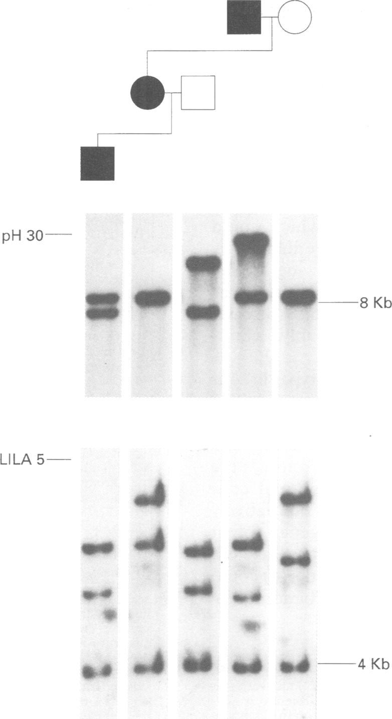 https://cdn.ncbi.nlm.nih.gov/pmc/blobs/0215/1050603/f2173d3993d6/jmedgene00259-0017-a.jpg