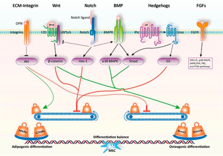 https://cdn.ncbi.nlm.nih.gov/pmc/blobs/0216/4946886/5dacabd15313/cdd2015168f2.jpg