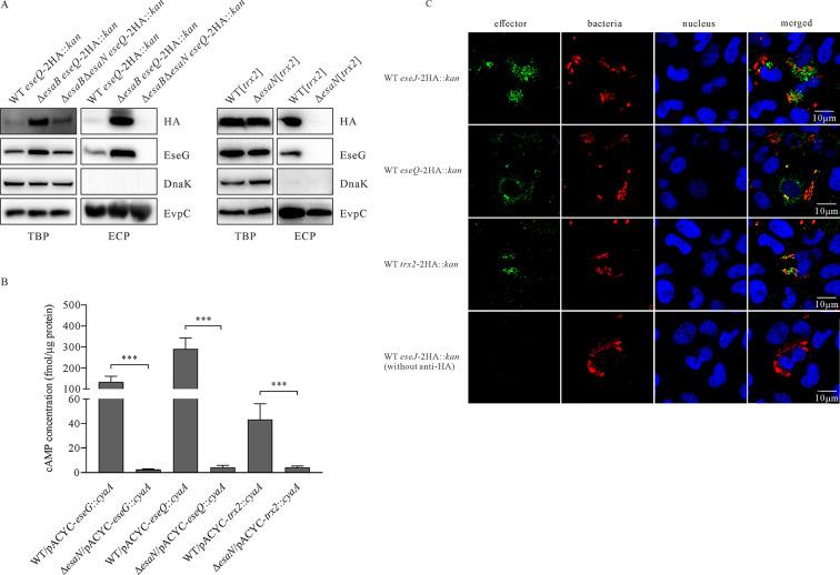 https://cdn.ncbi.nlm.nih.gov/pmc/blobs/021e/10597406/8787c1d244a6/msphere.00346-23.f003.jpg