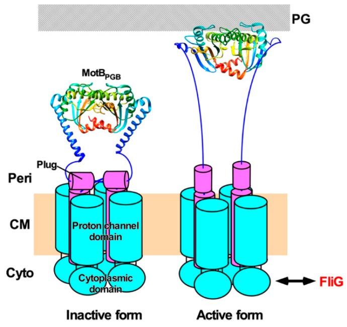 https://cdn.ncbi.nlm.nih.gov/pmc/blobs/0224/6680979/77c51549910f/biomolecules-09-00279-g006.jpg