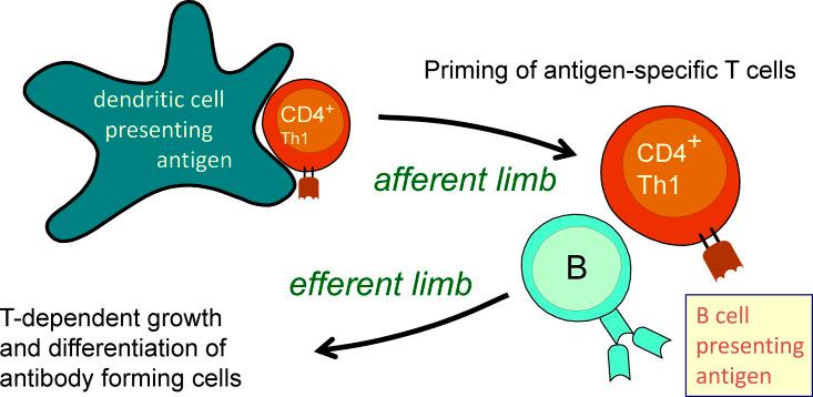 https://cdn.ncbi.nlm.nih.gov/pmc/blobs/022b/8160582/d0476965543f/JEM_20210830_Fig3.jpg