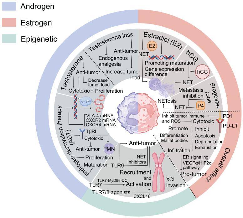 https://cdn.ncbi.nlm.nih.gov/pmc/blobs/022d/12036885/3a48e59fa8f2/thnov15p5045g005.jpg