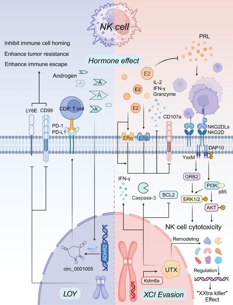 https://cdn.ncbi.nlm.nih.gov/pmc/blobs/022d/12036885/6aec44b4ac80/thnov15p5045g003.jpg