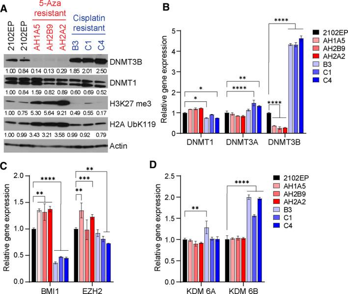 https://cdn.ncbi.nlm.nih.gov/pmc/blobs/022e/8807365/1d3c0093b1a3/MOL2-16-683-g006.jpg