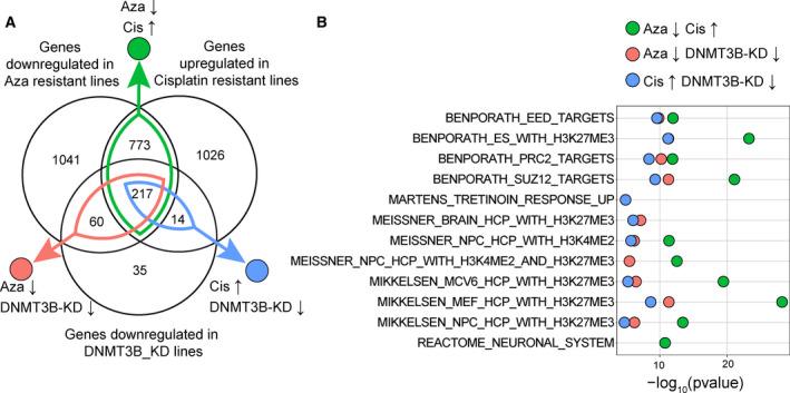 https://cdn.ncbi.nlm.nih.gov/pmc/blobs/022e/8807365/b0808861312e/MOL2-16-683-g007.jpg