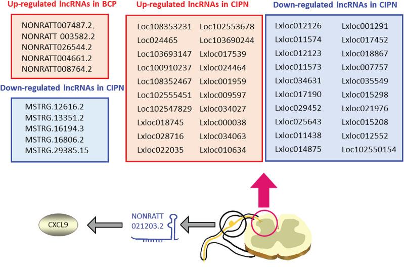 https://cdn.ncbi.nlm.nih.gov/pmc/blobs/0230/8649923/5979a91b4caf/fnmol-14-760964-g003.jpg