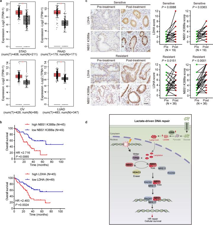 https://cdn.ncbi.nlm.nih.gov/pmc/blobs/0231/11254748/bb9b84900430/41586_2024_7620_Fig14_ESM.jpg