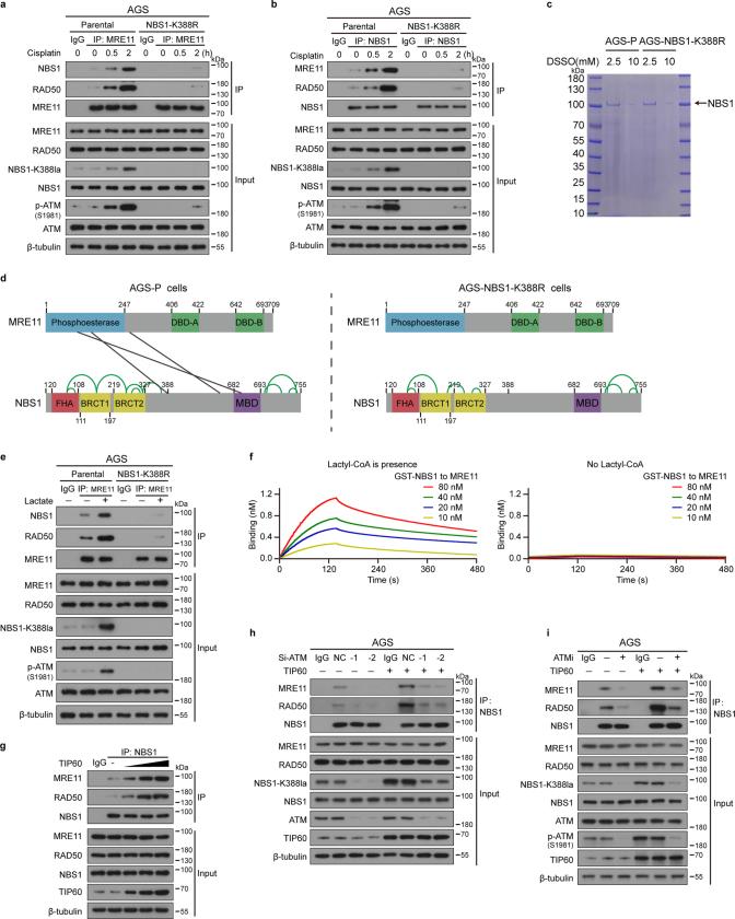 https://cdn.ncbi.nlm.nih.gov/pmc/blobs/0231/11254748/f82a15a8c835/41586_2024_7620_Fig11_ESM.jpg