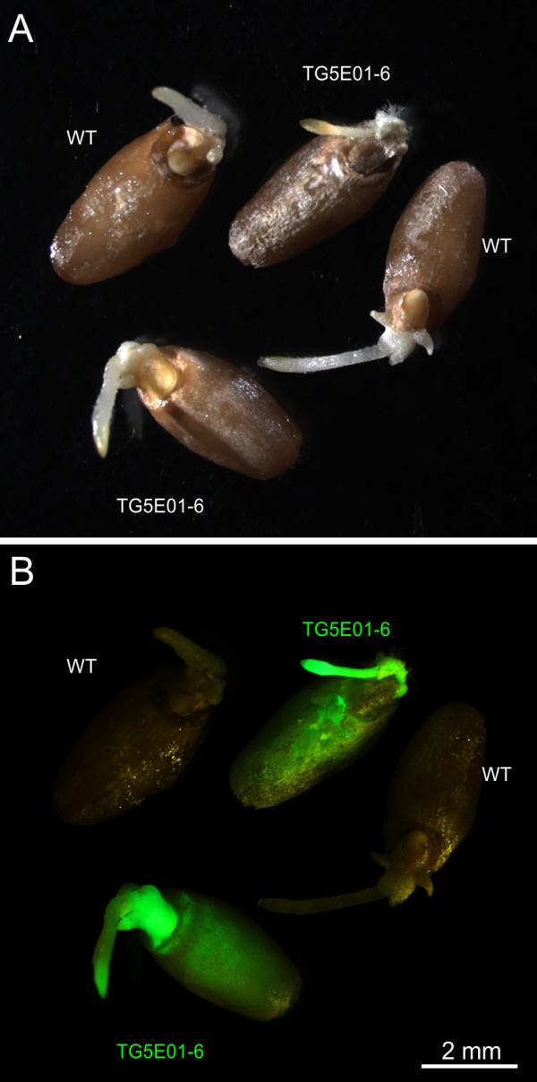 https://cdn.ncbi.nlm.nih.gov/pmc/blobs/0231/3507641/fc956ba599d8/1471-2229-12-171-6.jpg