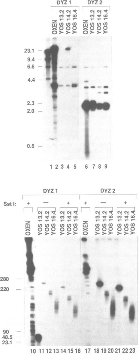 https://cdn.ncbi.nlm.nih.gov/pmc/blobs/0234/330506/be282dbb55fe/nar00190-0094-b.jpg