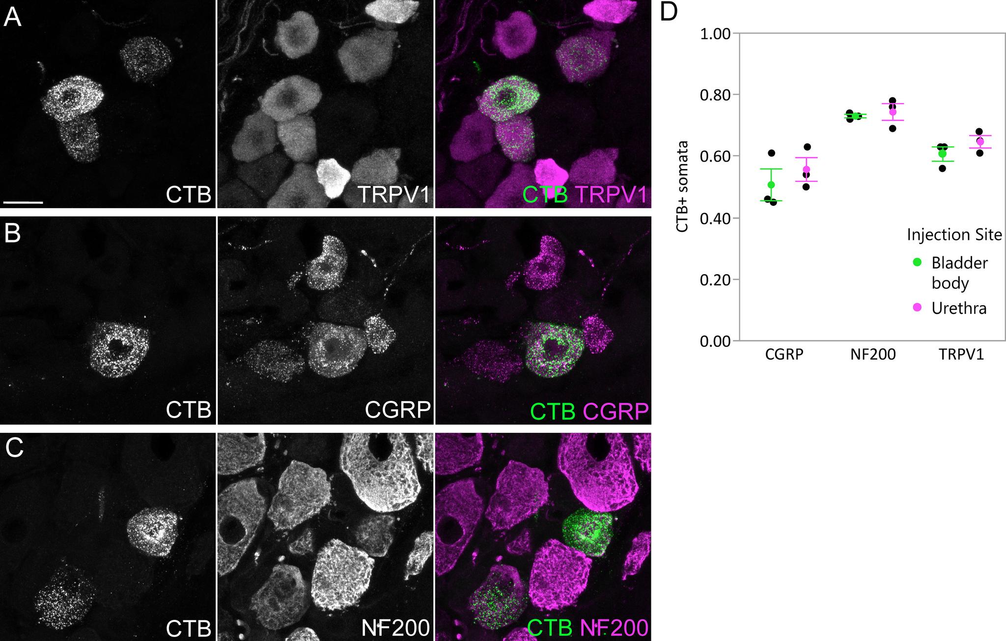 https://cdn.ncbi.nlm.nih.gov/pmc/blobs/0234/8690816/272b0851b105/ENEURO.0364-21.2021_f001.jpg