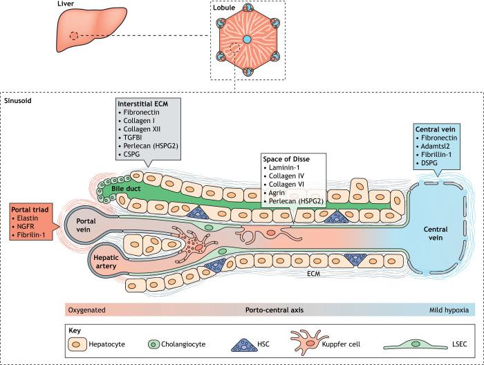 https://cdn.ncbi.nlm.nih.gov/pmc/blobs/0235/8077555/16bbc06be8a3/dmm-14-048801-g1.jpg