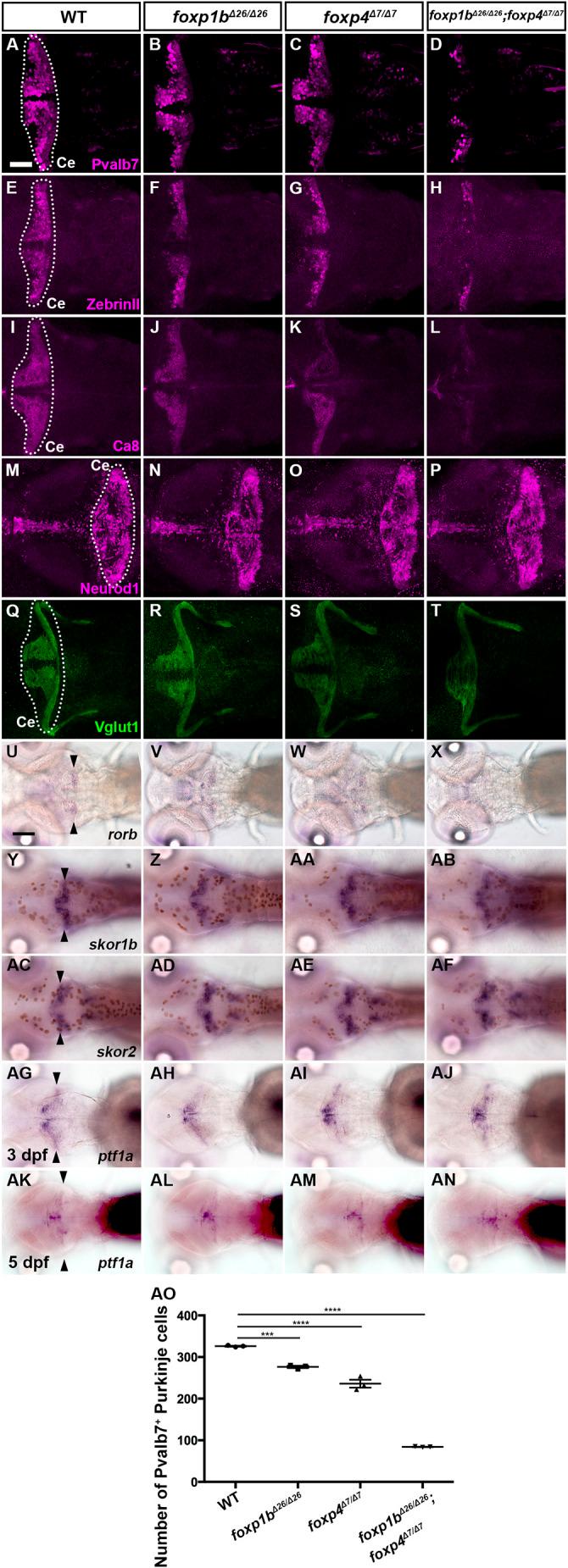 https://cdn.ncbi.nlm.nih.gov/pmc/blobs/0236/11057878/50b787928502/develop-151-202546-g7.jpg