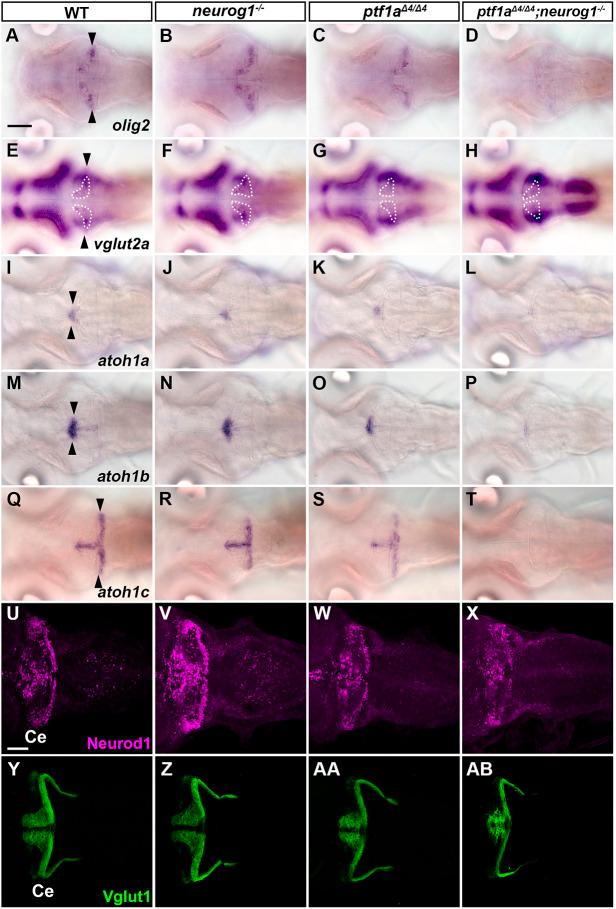 https://cdn.ncbi.nlm.nih.gov/pmc/blobs/0236/11057878/a557350074fd/develop-151-202546-g3.jpg