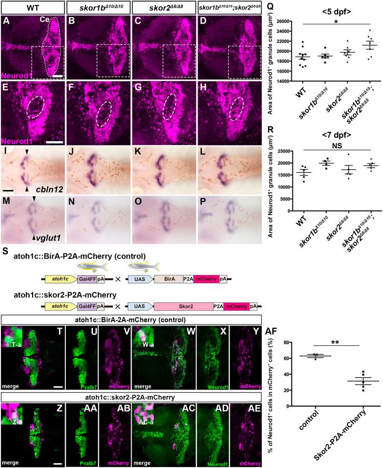 https://cdn.ncbi.nlm.nih.gov/pmc/blobs/0236/11057878/b9c292f7a7f5/develop-151-202546-g9.jpg