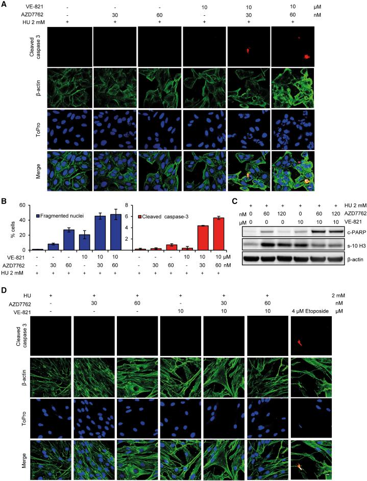 https://cdn.ncbi.nlm.nih.gov/pmc/blobs/0237/5638787/718ee1766a97/gr6c.jpg