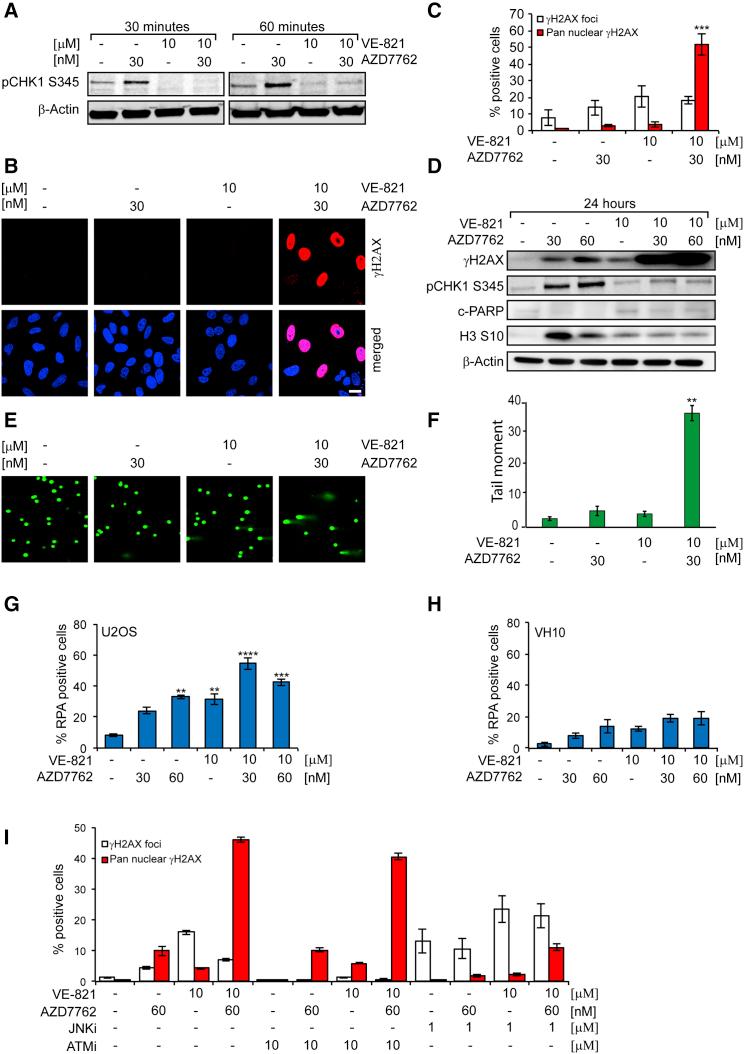 https://cdn.ncbi.nlm.nih.gov/pmc/blobs/0237/5638787/c69186767b5a/gr1c.jpg