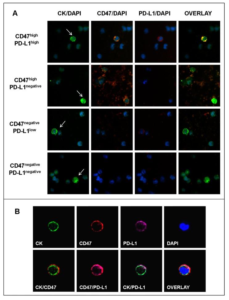 https://cdn.ncbi.nlm.nih.gov/pmc/blobs/0239/7072621/f6e763b193d1/cancers-12-00376-g002.jpg