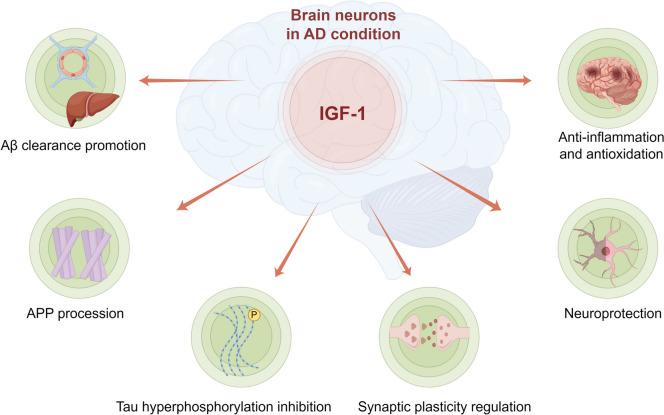 https://cdn.ncbi.nlm.nih.gov/pmc/blobs/023b/11790777/dcf841b46481/12035_2024_4457_Fig3_HTML.jpg