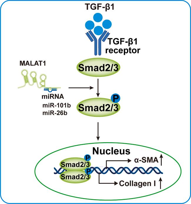 https://cdn.ncbi.nlm.nih.gov/pmc/blobs/0240/12329540/a5391bcd0ad8/gr3.jpg