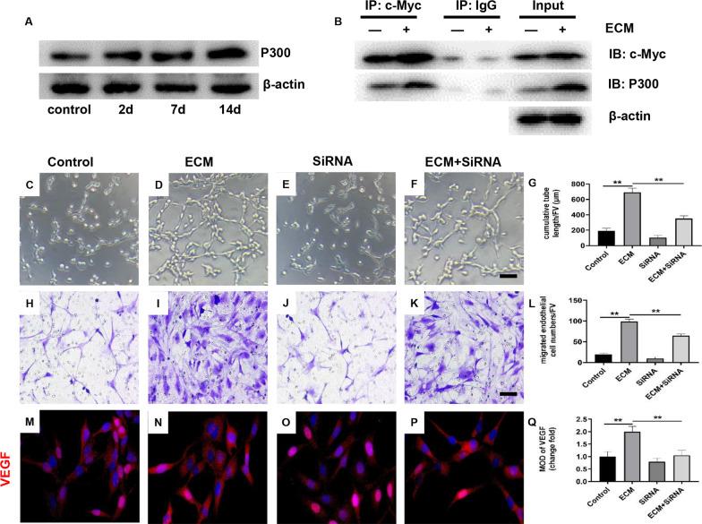 https://cdn.ncbi.nlm.nih.gov/pmc/blobs/0240/9290299/7a20b58e8c59/13287_2022_3009_Fig3_HTML.jpg