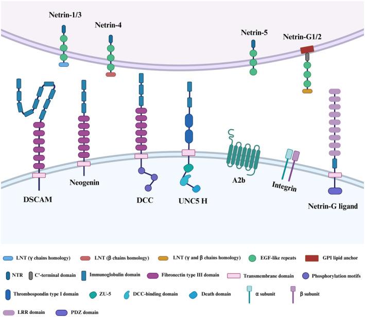 https://cdn.ncbi.nlm.nih.gov/pmc/blobs/0243/10977403/5e1dc10389a4/JCMM-28-e18241-g001.jpg