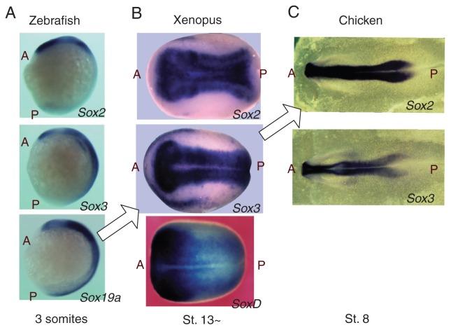 https://cdn.ncbi.nlm.nih.gov/pmc/blobs/024a/3524295/444c93420eb6/pjab-85-055-g009.jpg