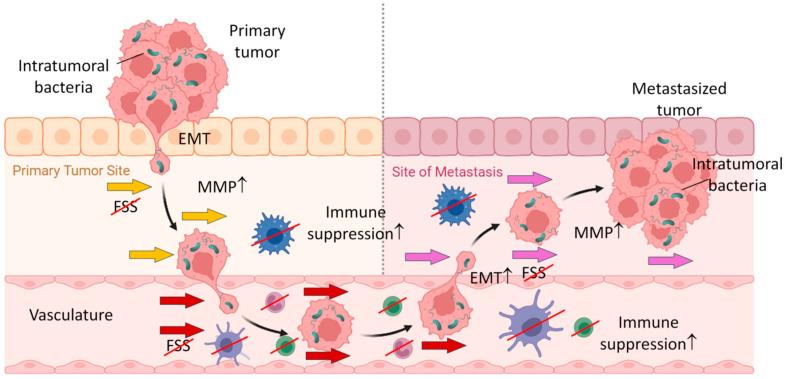 https://cdn.ncbi.nlm.nih.gov/pmc/blobs/024d/11394247/7f5b605e7514/cancers-16-03040-g003.jpg