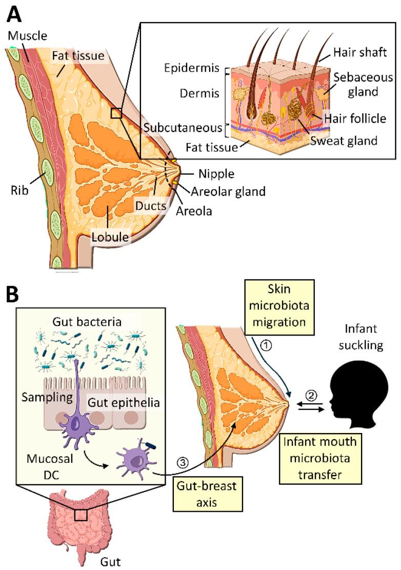 https://cdn.ncbi.nlm.nih.gov/pmc/blobs/024d/11394247/e4a453a37f96/cancers-16-03040-g001.jpg