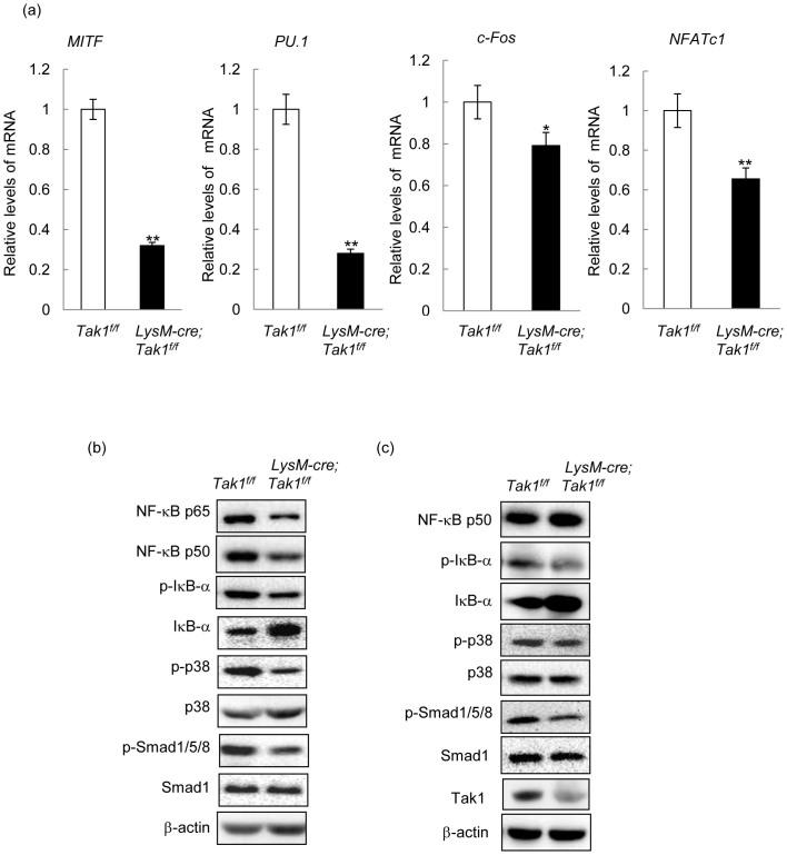 https://cdn.ncbi.nlm.nih.gov/pmc/blobs/024d/4241509/faaccc93d8af/srep07158-f6.jpg