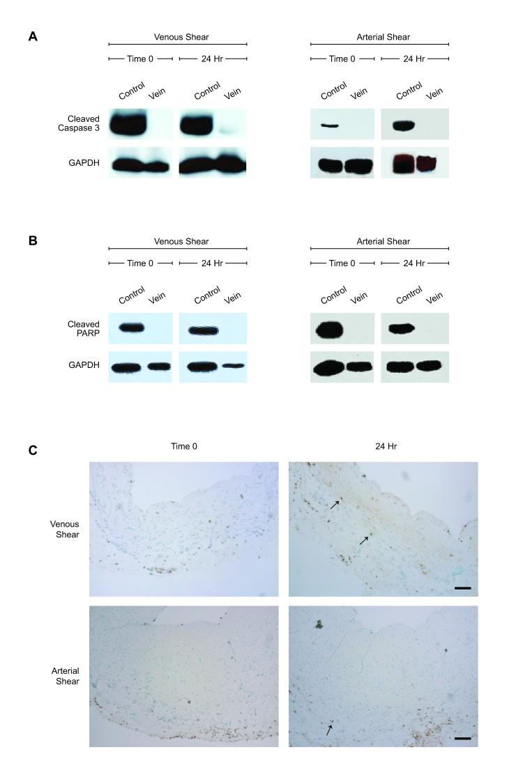 https://cdn.ncbi.nlm.nih.gov/pmc/blobs/024f/4144290/0b5c9b437ce4/yjbm_87_3_359_g03.jpg