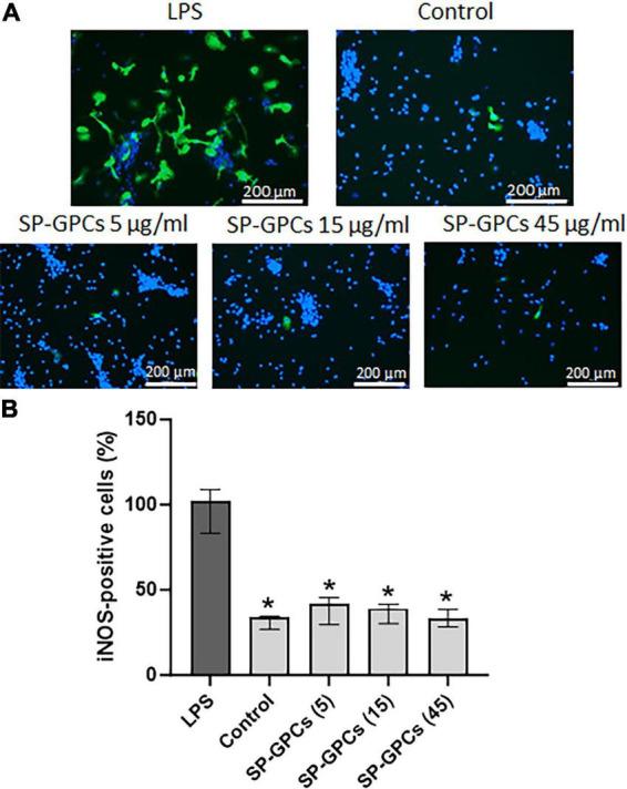 https://cdn.ncbi.nlm.nih.gov/pmc/blobs/0252/11333358/7a1d7238b8dc/fncel-18-1449063-g005.jpg