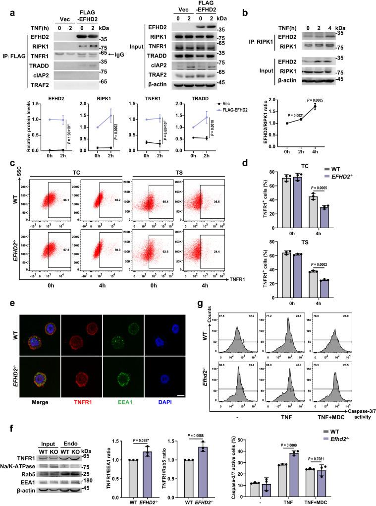 https://cdn.ncbi.nlm.nih.gov/pmc/blobs/0253/10861516/3a32ea1fbb70/41467_2024_45539_Fig6_HTML.jpg