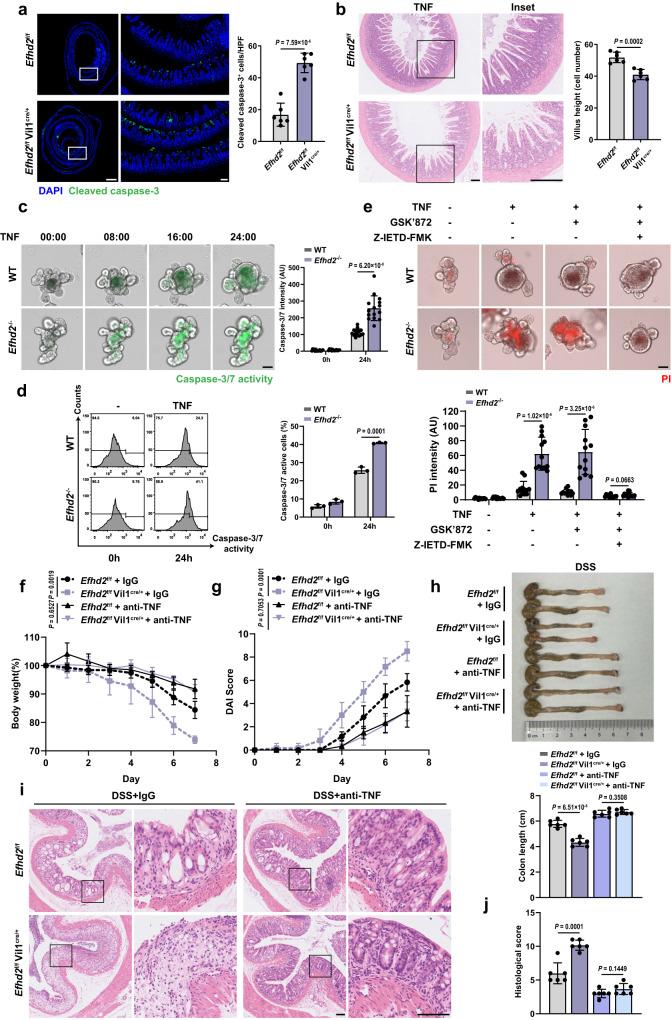 https://cdn.ncbi.nlm.nih.gov/pmc/blobs/0253/10861516/9c0d51e1f255/41467_2024_45539_Fig4_HTML.jpg